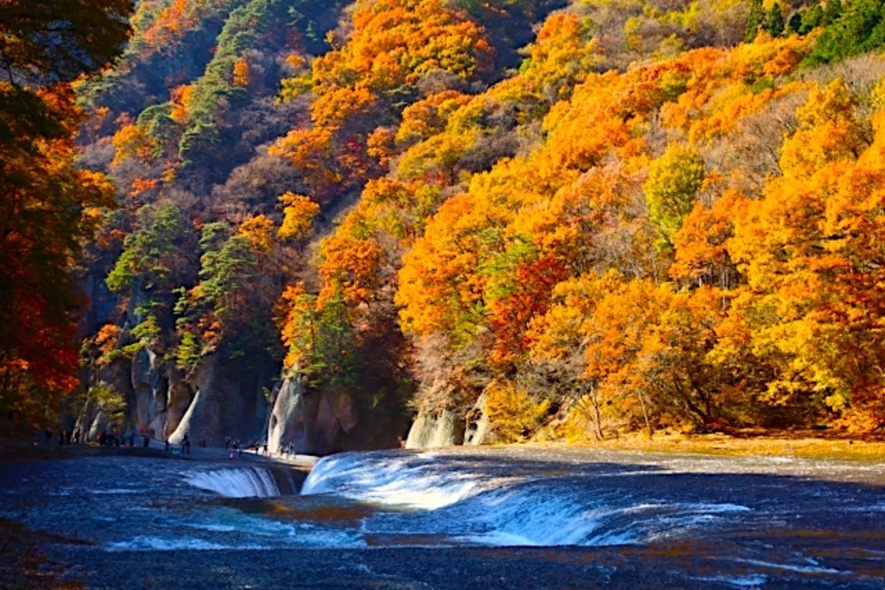 Gunma Seasonal Limited Day Trip | Summer Lavender / Autumn Foliage Viewing + Premium Matsuba Crab Feast + Fruit-Picking Experience + Kawagoe Old Street | Departing from Tokyo Shinjuku