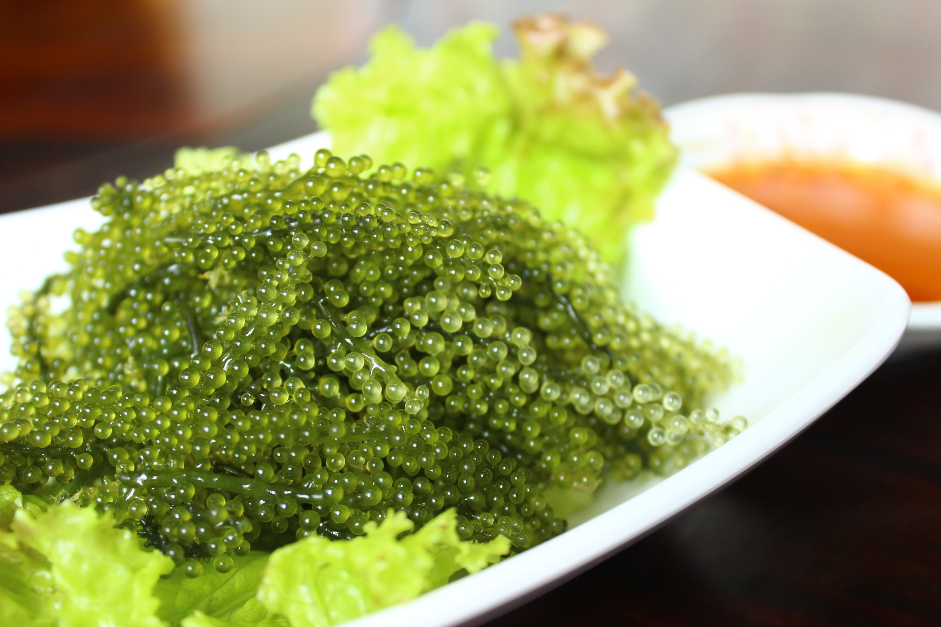 Visit a sea grape farm and scoop up crystal-clear, crunchy sea grapes by hand.
