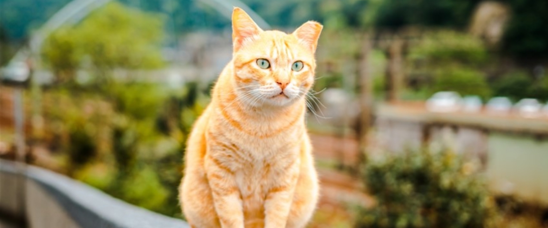 猴硐貓村-猴硐在日治時期,曾密切建立煤礦產業發展,最初由台灣五大家族之一的基隆顏家與日本人合設炭礦,著力於此地之煤礦開採,曾成為台灣產量最大的單一煤礦的礦區。