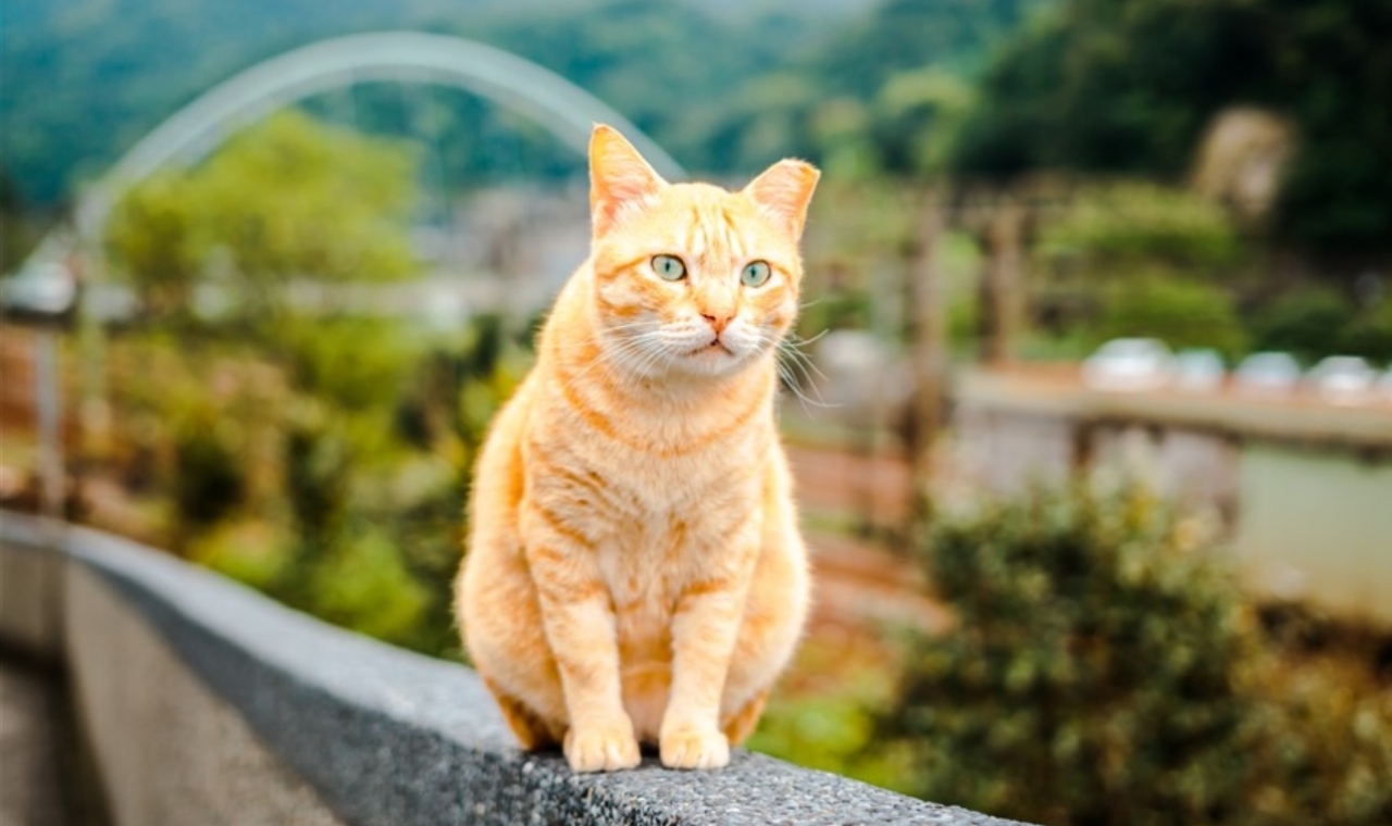 猴硐貓村