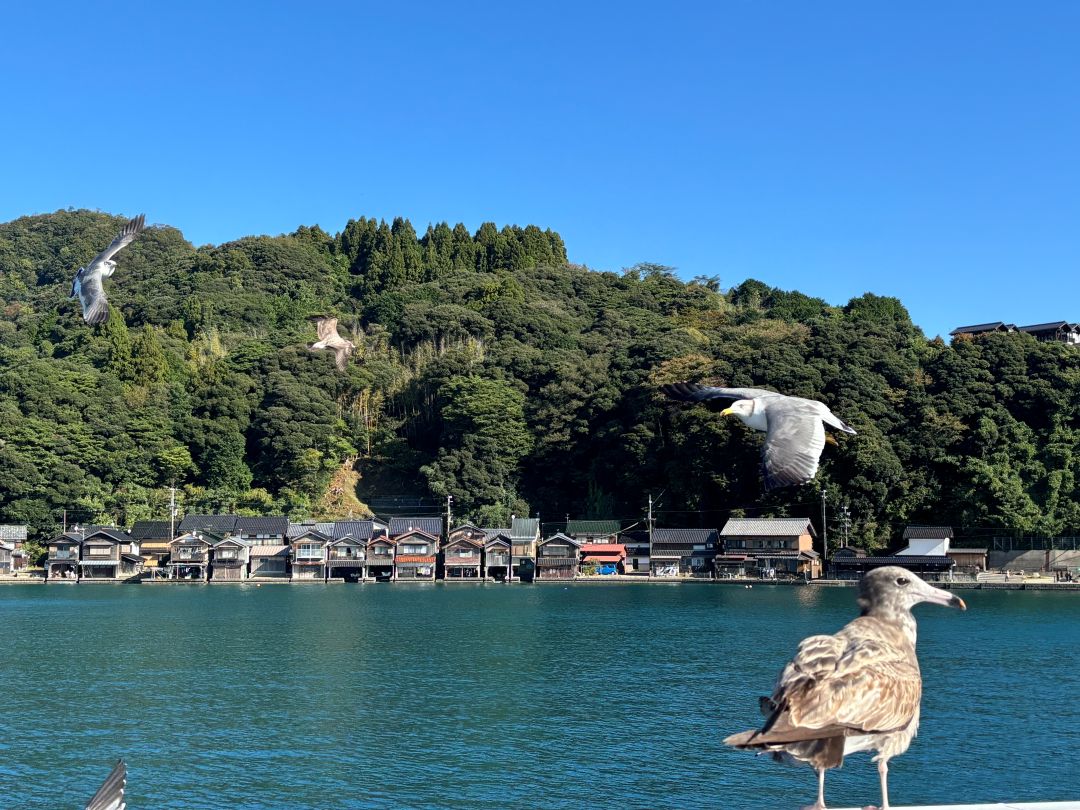 搭乘伊根灣遊船跟海鷗一起環遊伊根灣。 航程中,也可體驗餵食海鷗。