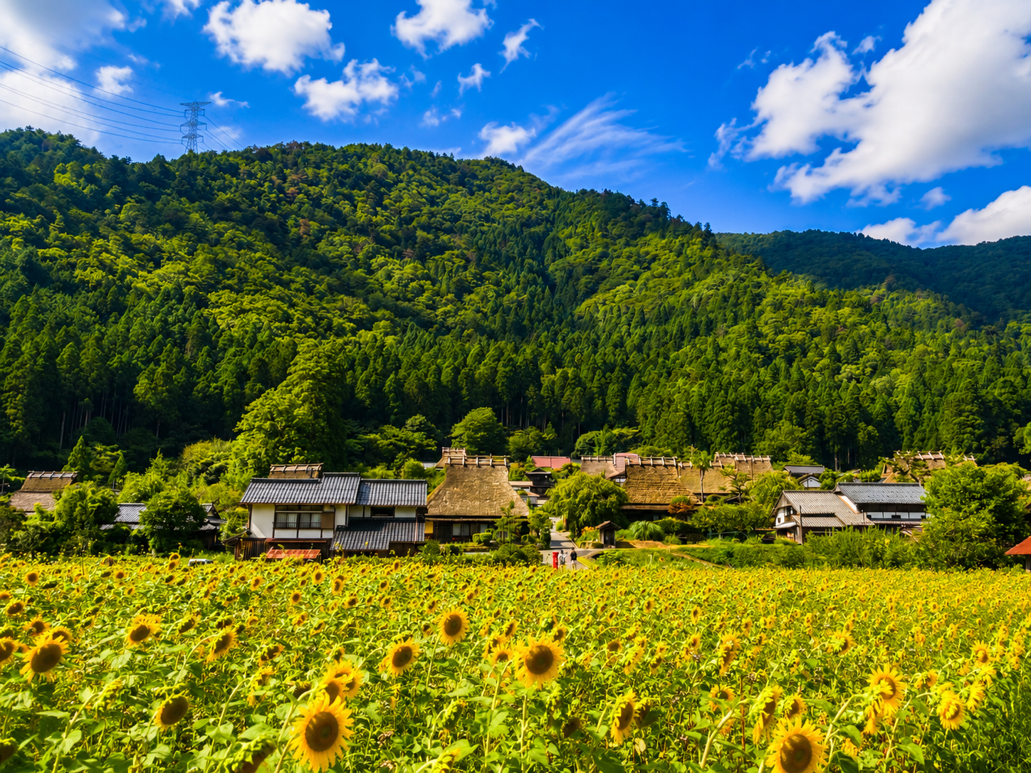 美山茅草屋之里是日本保存最完整的傳統茅草屋聚落之一。村內至今仍保留著古樸的茅草屋建築與悠閒的田園風光,漫步其中,彷彿走進日本昔日的農村景色,四季皆展現不同的迷人風貌。
