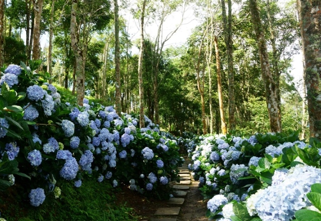 太麻里山で花めぐり~四季ごとに異なる景色。 農場の建物は1967年頃に建てられた金針花(ヘメロカリス)工場で、当時は乾燥工場や収穫作業員の休憩所でもありました。現在のホールは木造構造を残し、当時の農機具も保存・展示しています。園内にはさまざまな在来樹種や花木が植えられ、季節ごとに彩り豊かな花景色が広がります。季節の変化ともに花が咲き、訪れるたびに異なる風景を楽しめます。