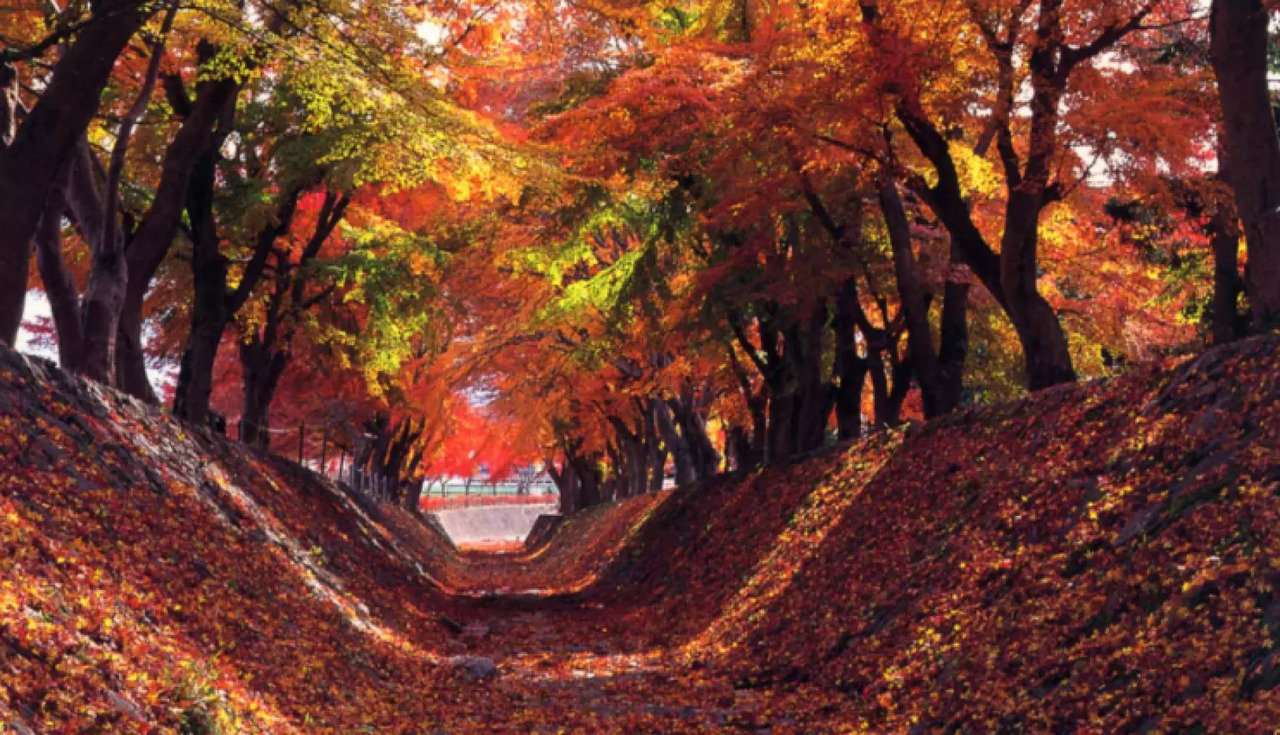 11/1～11/23楓紅期間，大石公園暫停前往，改為前往河口湖楓葉迴廊。