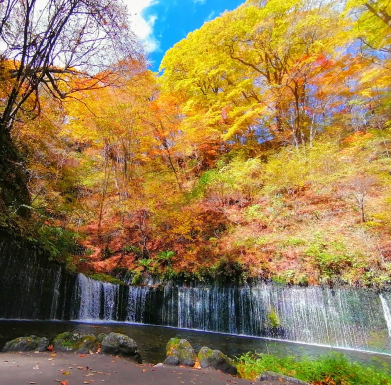 走進白絲瀑布,紅黃交織的楓葉與森林包圍;在東京近郊也能遇見純淨森系景色,療癒感從第一眼就開始。