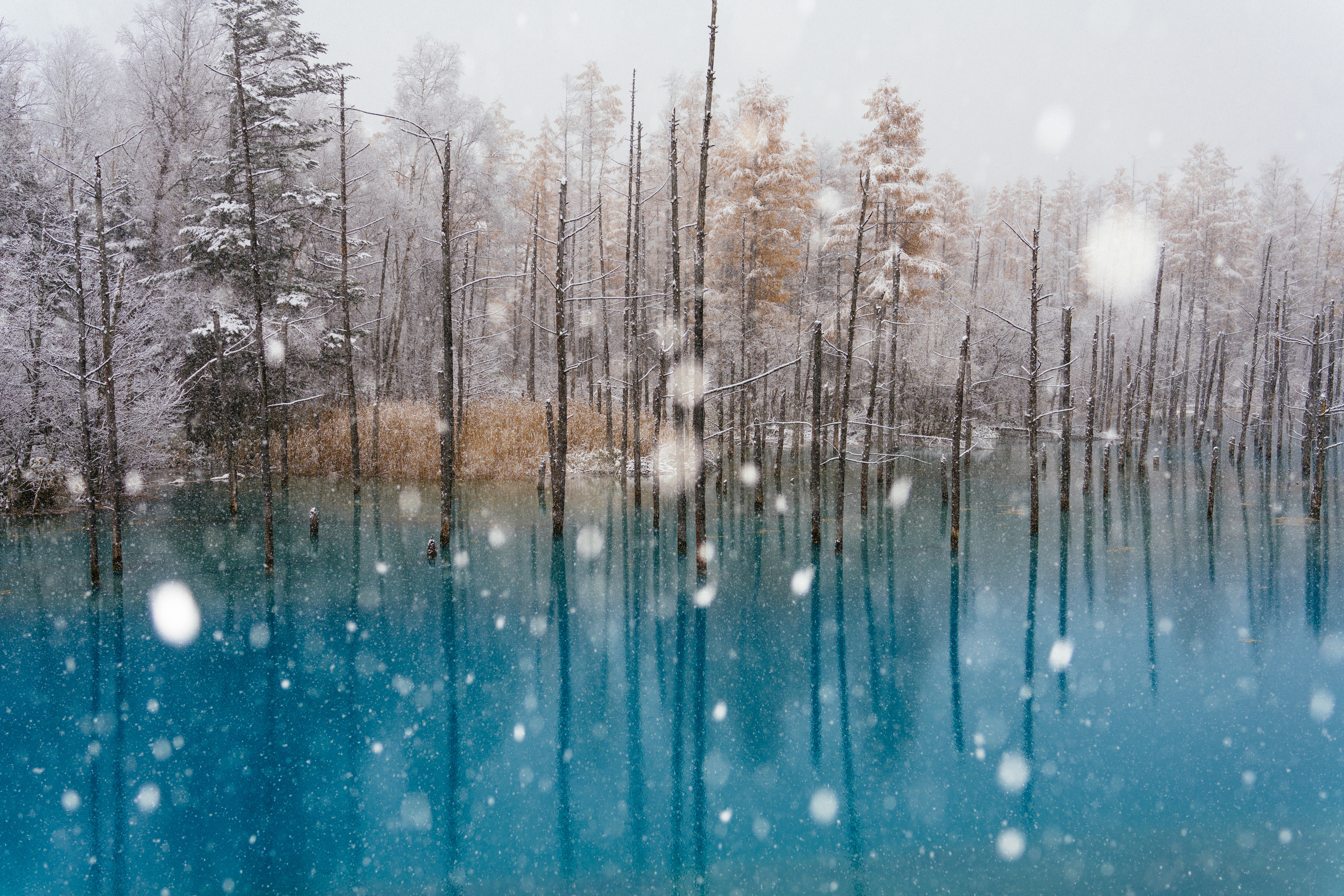 美瑛青池:被白雪與森林包圍,枯木與池水倒映的夢幻景色