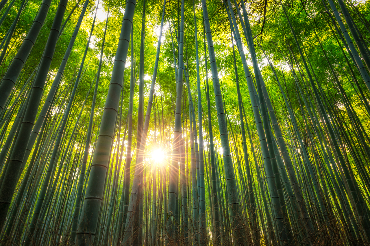 【嵐山竹林】位於京都嵐山地區的知名景點，是一條被數千根竹子包圍的步道。走在其中，翠綠竹林筆直高聳、隨風搖曳，氣氛十分靜謐夢幻，是來京都必去的自然景點之一