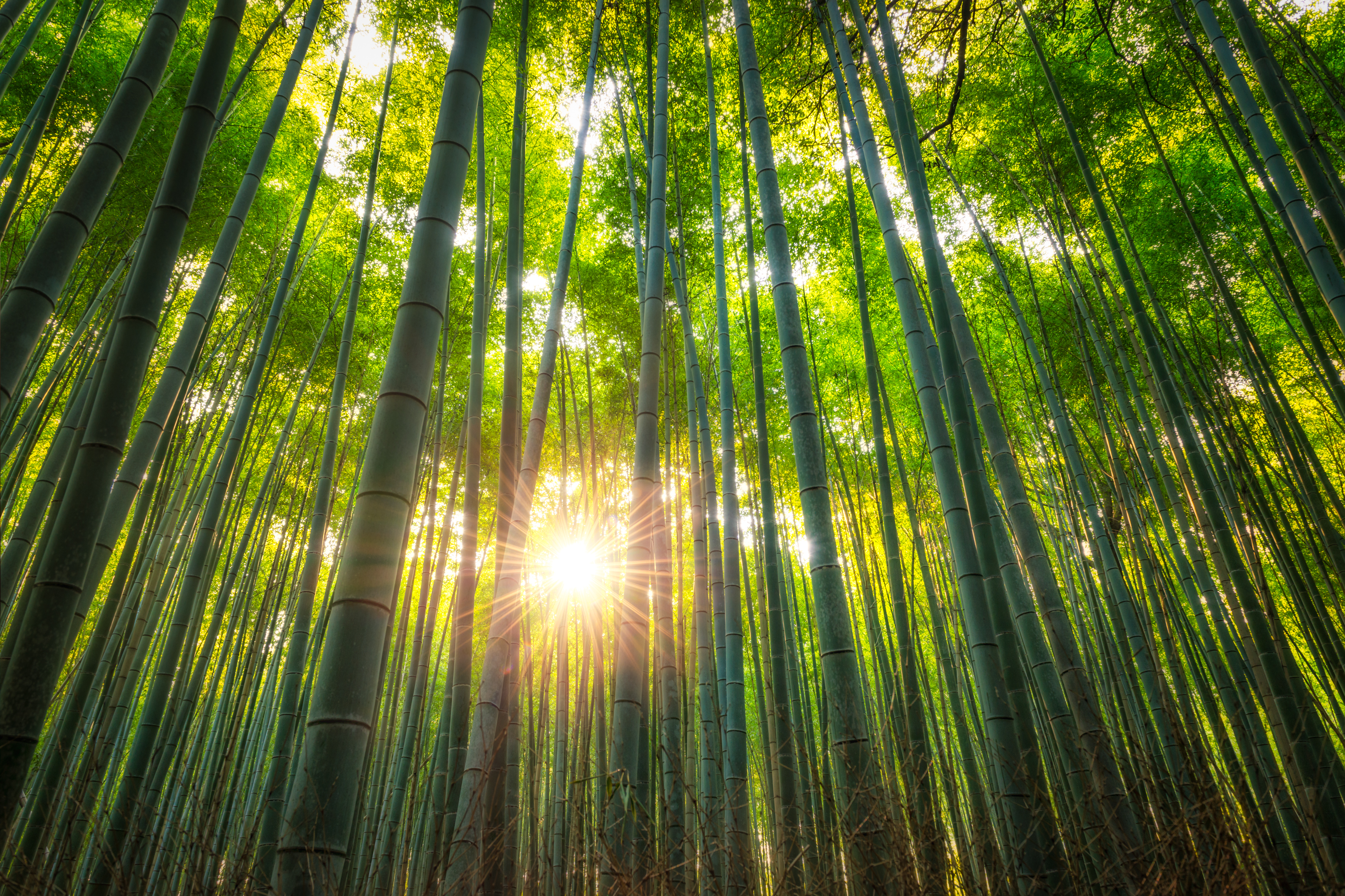嵐山